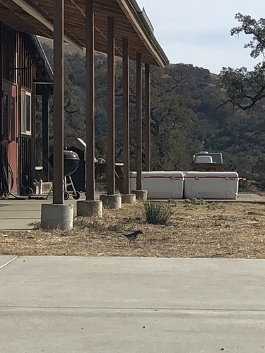 iNaturalist observation photo of California Scrub-Jay