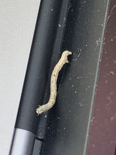 iNaturalist observation photo of Boarmiini