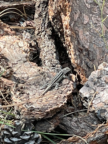 iNaturalist observation photo of Common Sagebrush Lizard