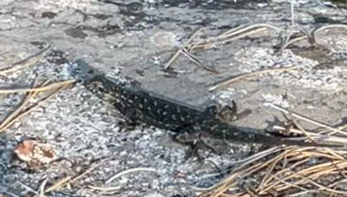 iNaturalist observation photo of Common Sagebrush Lizard