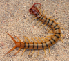 Common Desert Centipede - Photo (c) J. N. Stuart, all rights reserved, uploaded by J. N. Stuart
