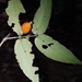 Randia tuberculosa - Photo (c) David Tng, all rights reserved, uploaded by David Tng