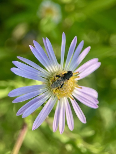 Unknown species found near San Juan Island, Friday Harbor, WA, US