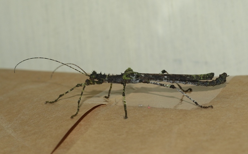 Ukuna Insect Stick Insects from Sri Lanka on November 01, 2019 at 08:06 PM by Nuwan ...