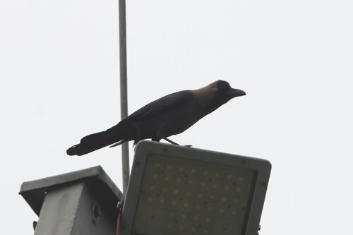 House Crow