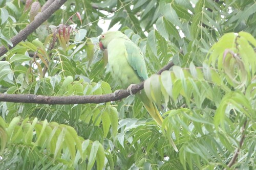 Rose-ringed Parakeet