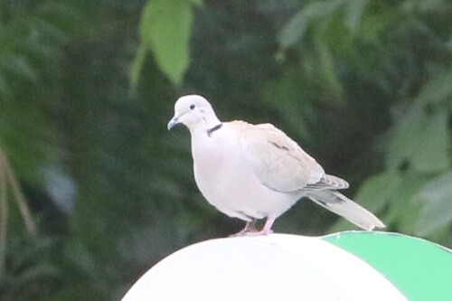 Eurasian Collared-Dove