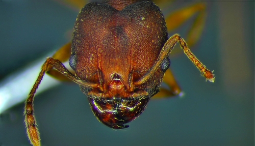Pheidole radoszkowskii