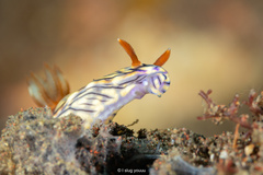 Zephyr Hypselodoris