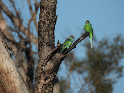 Australian Ringneck