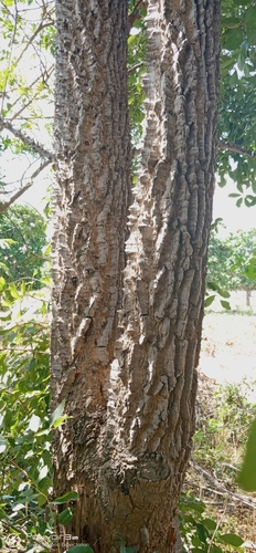 red kapok tree
