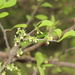 Achatocarpus praecox - Photo 由 Germaine Alexander Parada 所上傳的 (c) Germaine Alexander Parada，保留所有權利