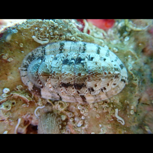 Rhyssoplax olivacea