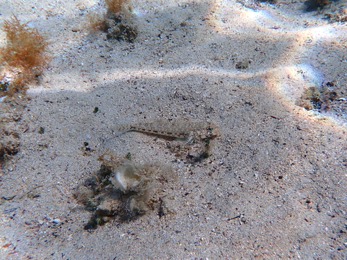 Gobius geniporus