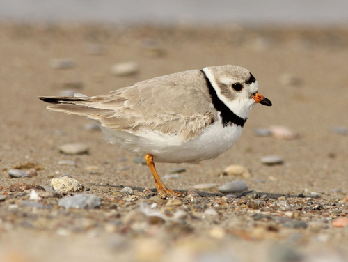 Piping Plover