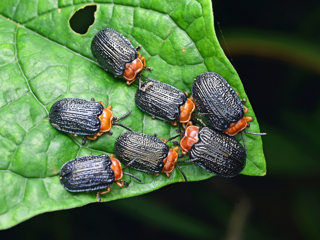 Laypan Insect Craspedonta leayana from 中国云南省西双版纳傣族自治州勐腊县 on September 2, 2025 at 10: ...