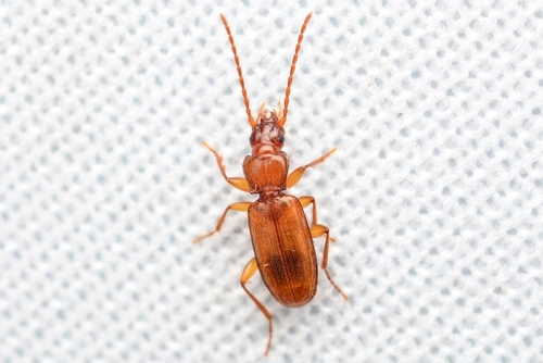 Trechoblemus