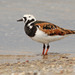 American Ruddy Turnstone - Photo (c) David Beadle, all rights reserved, uploaded by David Beadle