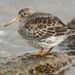 Purple Sandpiper - Photo (c) David Beadle, all rights reserved, uploaded by David Beadle