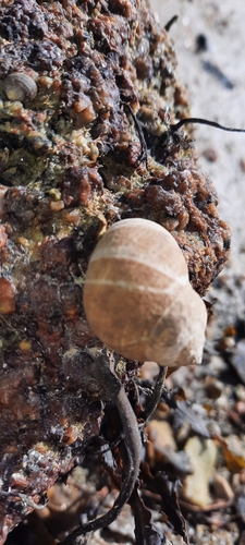 Littorina littorea
