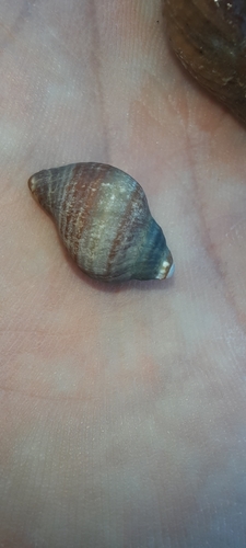 Nucella lapillus