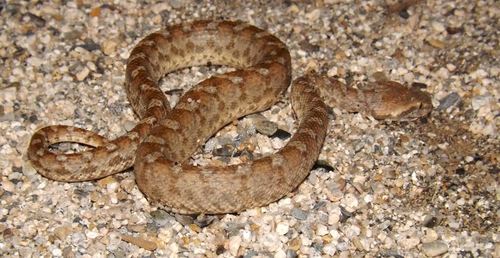 Palestine Saw-scaled Viper