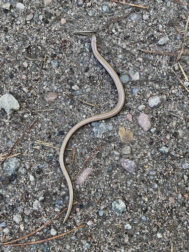 Common Slowworm