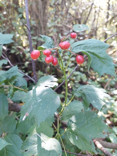 guelder-rose