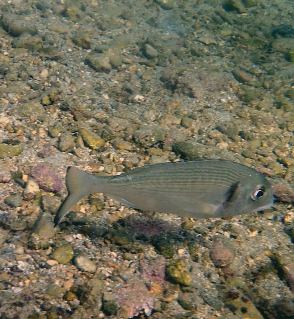 Gilt-head Bream