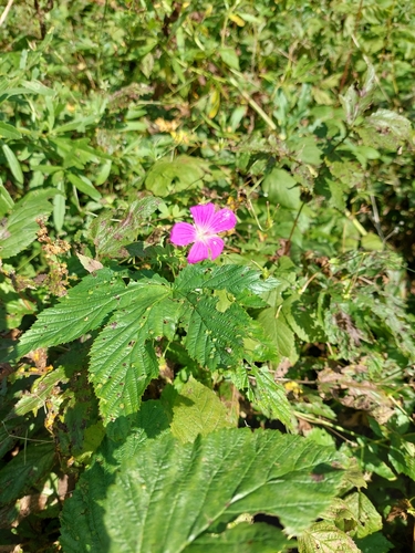 Marsh Crane's-bill
