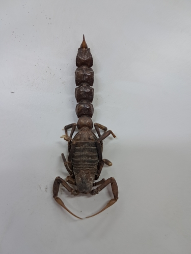 Androctonus bicolor