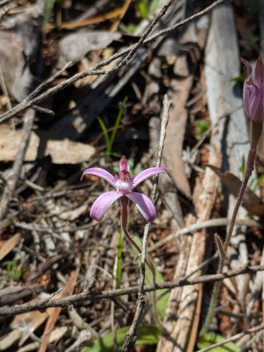 sugar candy orchid
