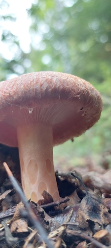 Woolly Milkcap