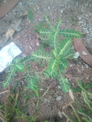 Phyllanthus urinaria image