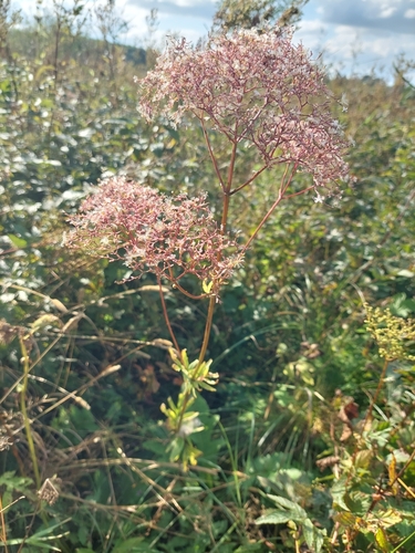 common valerian
