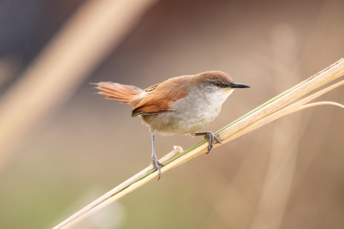 Yellow-chinned Spinetail