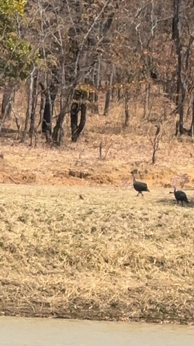 Helmeted Guineafowl