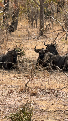 Common Wildebeest