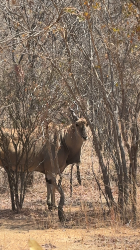 Common Eland