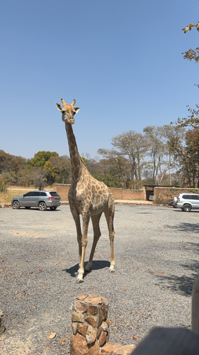 Southern Giraffe
