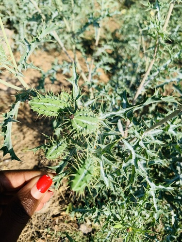 Mexican Poppy