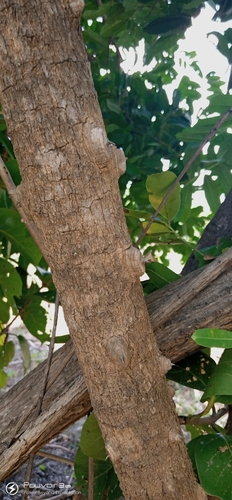 Zanthoxylum zanthoxyloides