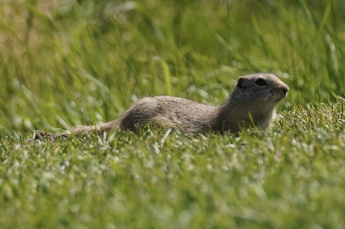 Wyoming Ground Squirrel observed by kyle_klotz