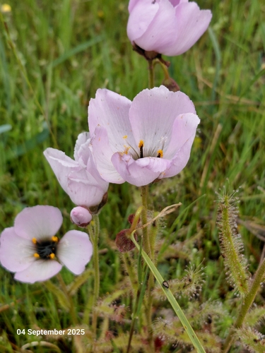 Drosera cistiflora L.