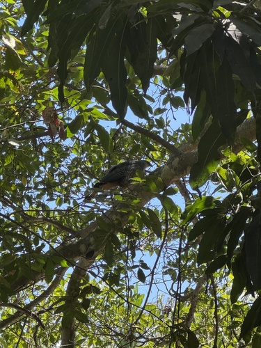 Crane Hawk