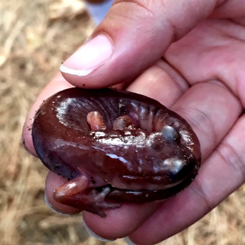 iNaturalist observation photo of Ensatina