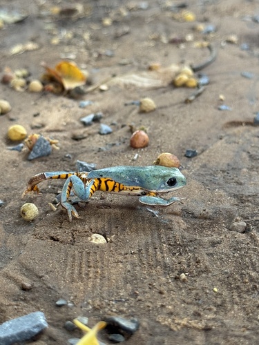 Northern Orange-legged Leaf Frog