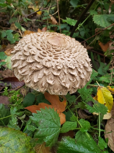 Olive Shaggy Parasol
