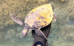 Green turtle