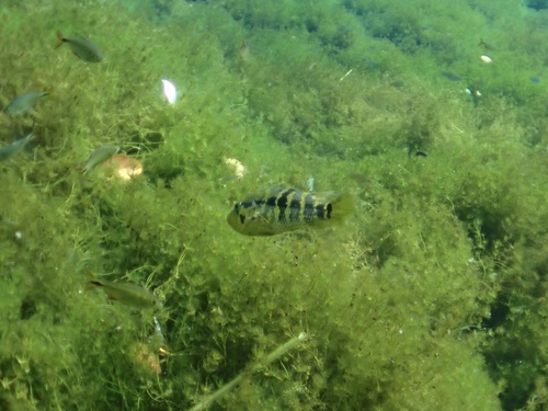 Parachromis multifasciatus